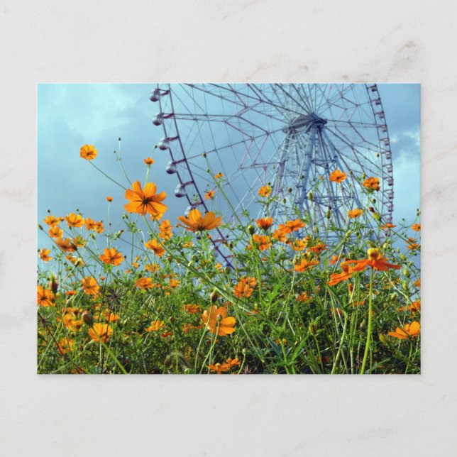 Orange Cosmos Flowers & Ferris Wheel: Tokyo Postca Postcard (Front)
