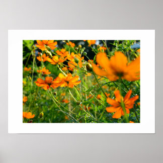 Orange Cosmos Flowers: Japan Poster