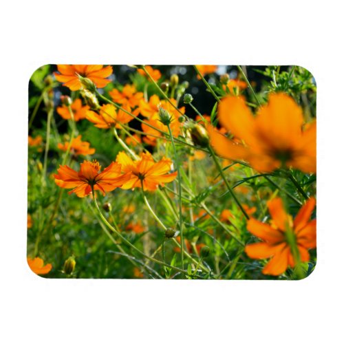 Orange Cosmos Flowers  Magnet