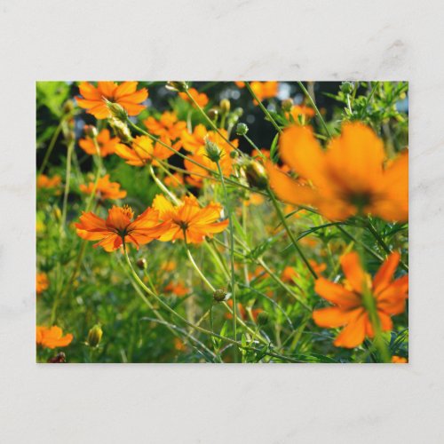 Orange Cosmos Flowers Postcard