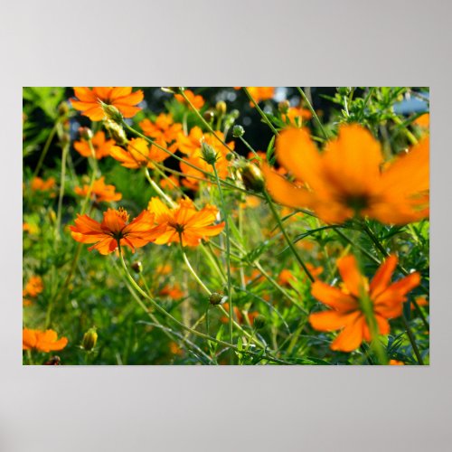 Orange Cosmos Flowers Poster