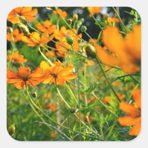 Orange Cosmos Flowers  Square Sticker