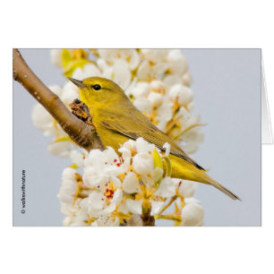 Orange-Crowned Warbler Amid the Cherry Blossoms Cards