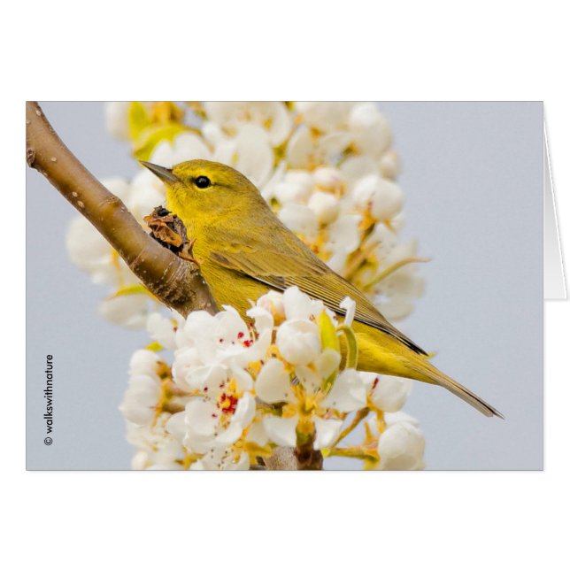 Orange-Crowned Warbler Amid the Cherry Blossoms Cards (Front Horizontal)
