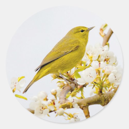 Orange_Crowned Warbler Amid the Cherry Blossoms Classic Round Sticker