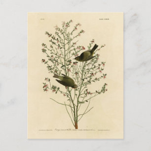 Orange-crowned Warbler, Audubon's Birds of America Postcard