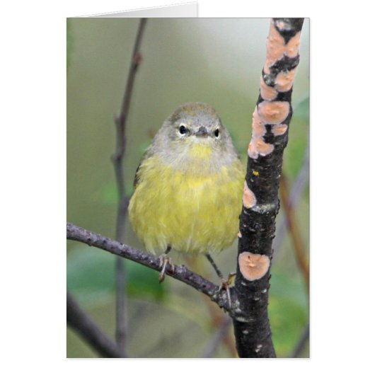 Orange-crowned Warbler Cards (Front)
