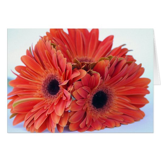 Orange Crush Trio Card (Front Horizontal)