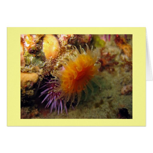 Orange Cup Coral Cards (Front Horizontal)