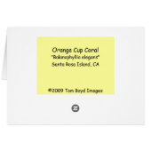 Orange Cup Coral Cards (Back Horizontal)