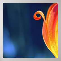 Orange Curly Tulip Petal Curl Macro Abstract