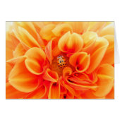 Orange Dahlia and Ladybug (Front Horizontal)