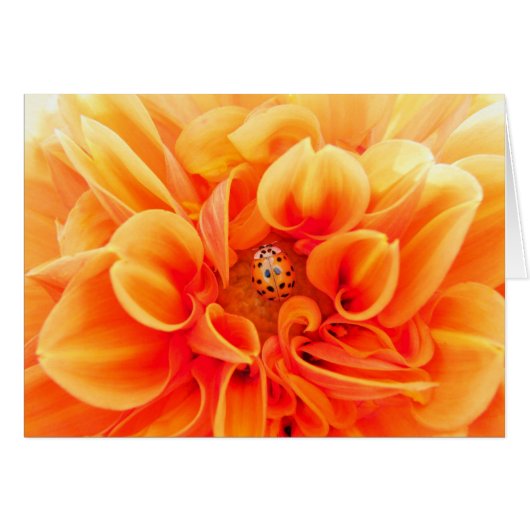 Orange Dahlia and Ladybug (Front Horizontal)