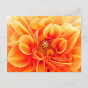 Orange Dahlia and Ladybug Postcard