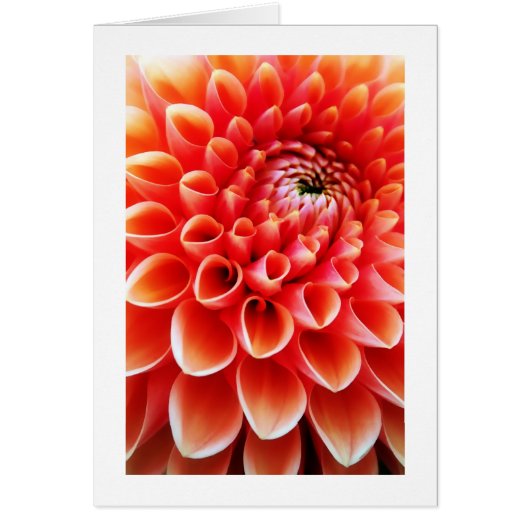Orange Dahlia Cards (Front)