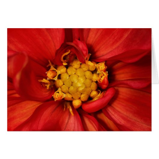 Orange Dahlia Flower Cards (Front Horizontal)