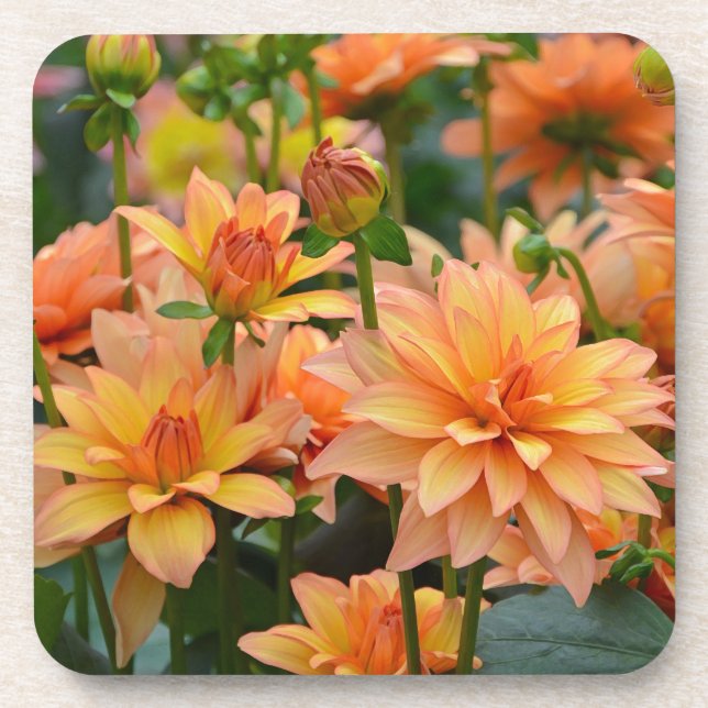 Orange dahlia flower garden drink coaster (Front)