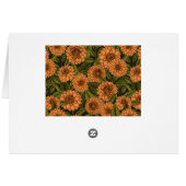 Orange Dahlia garden (Back Horizontal)