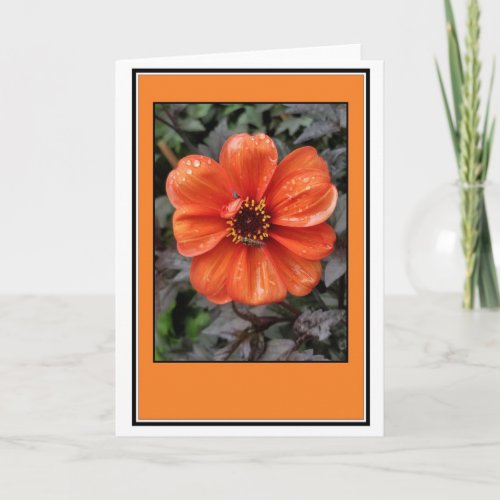 Orange Dahlia Greetings Card