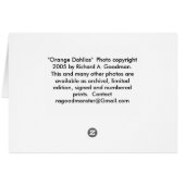 Orange Dahlias Cards (Back Horizontal)