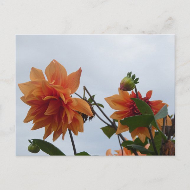 Orange Dahlia's in Blue Autumn Sky DIY Postcard (Front)
