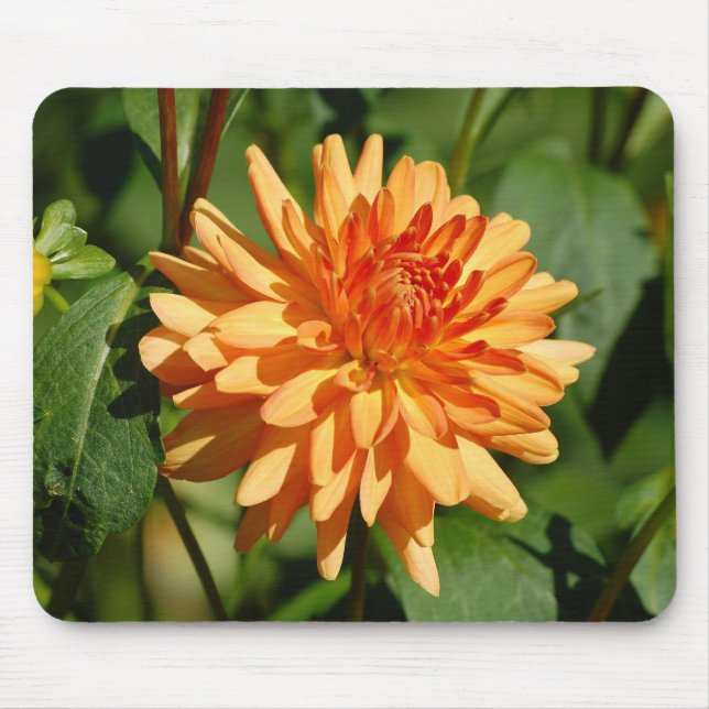 Orange Dahlie mit Knospe und Blätter Mouse Pad (Front)