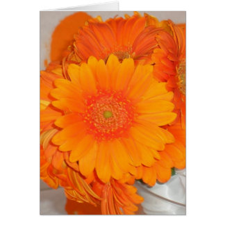 Orange Daisies Cards