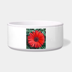 Orange Daisy Floral Bright Modern Flower Bowl