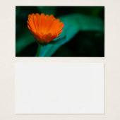 Orange daisy flower (Front & Back)