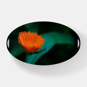 Orange daisy flower paperweight