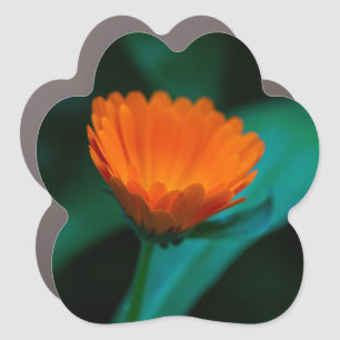 Orange Daisy Flower Photograph Car Magnet