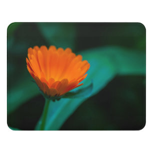 Orange Daisy Flower Photograph Door Sign