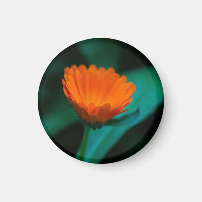 Orange Daisy Flower Photograph Magnet (Front)