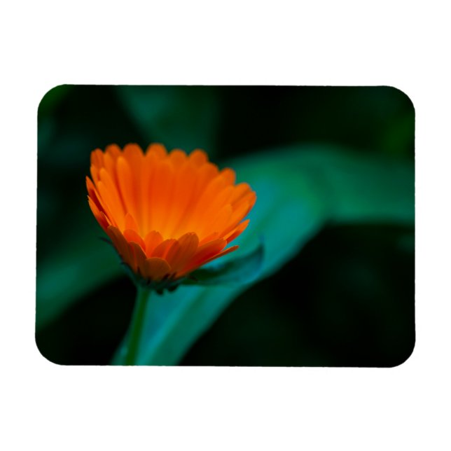 Orange Daisy Flower Photograph Magnet (Horizontal)