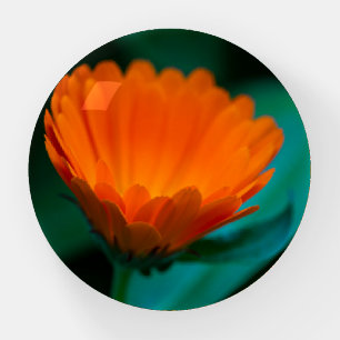 Orange Daisy Flower Photograph Paperweight
