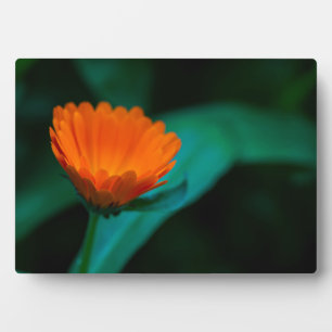 Orange Daisy Flower Photograph Plaque