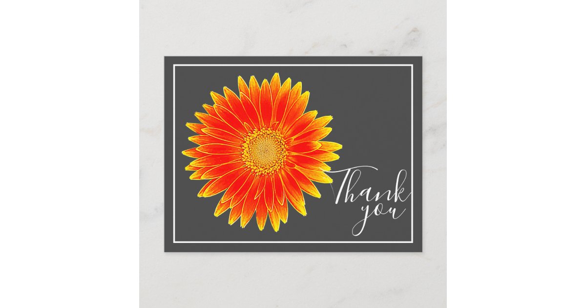 Orange Daisy Flower With Gray Backdrop Thank You Postcard | Zazzle