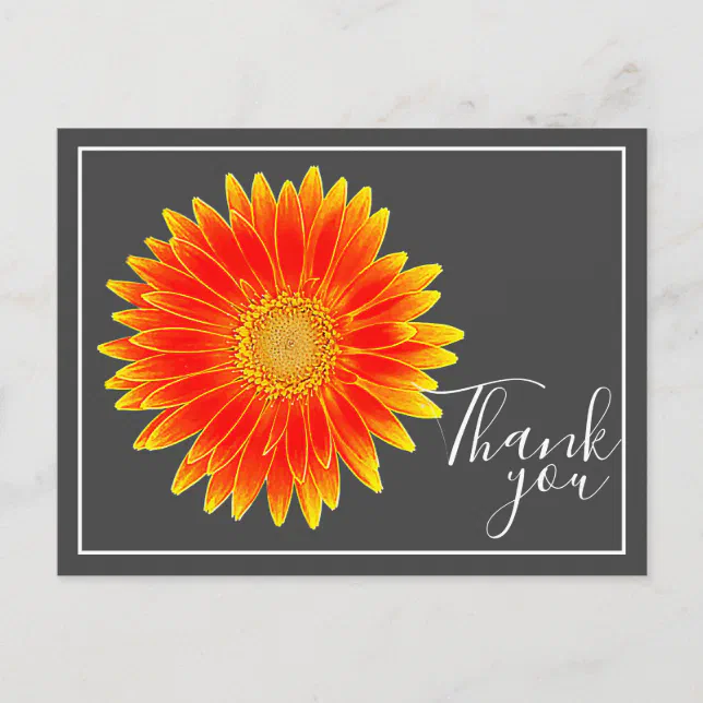 Orange Daisy Flower With Gray Backdrop Thank You Postcard | Zazzle