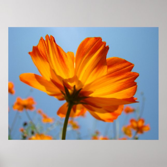 Orange Daisy Flowers Floral Art Prints Daisies (Front)