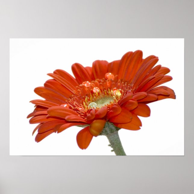 Orange Daisy Gerbera Flower Poster (Front)