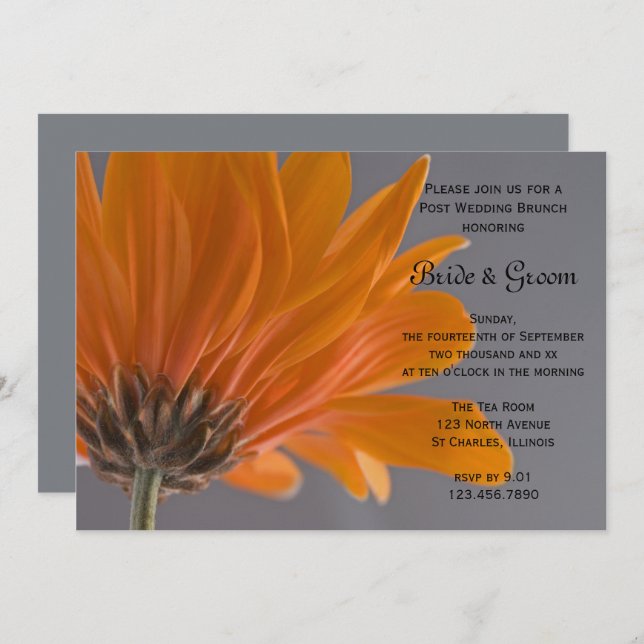 Orange Daisy Gray Post Wedding Brunch Invitation (Front/Back)