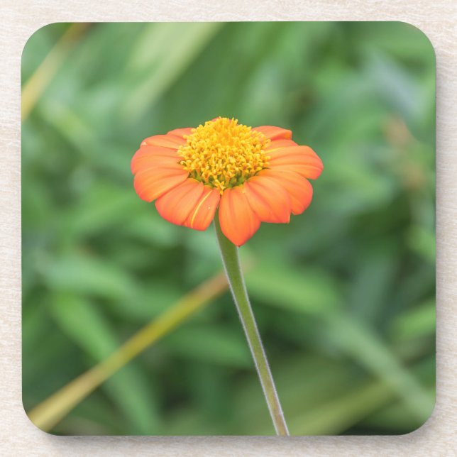 Orange daisy hard plastic coasters (Front)