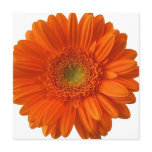 Orange Daisy Invitations