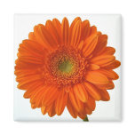 Orange Daisy Magnet