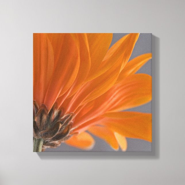 Orange Daisy on Gray Canvas Print (Front)