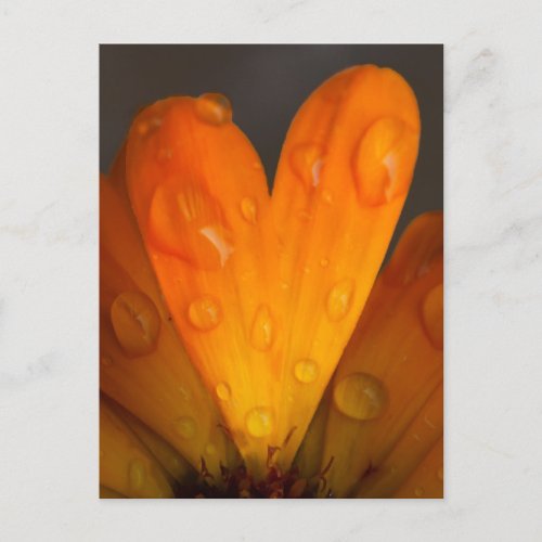 Orange Daisy Petal Heart with Water Droplets Photo Postcard