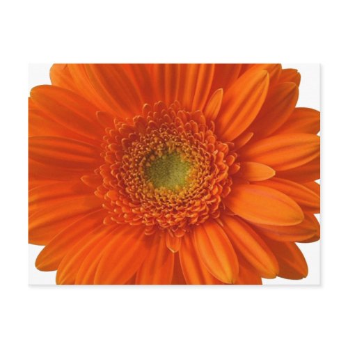 Orange Daisy Postcard
