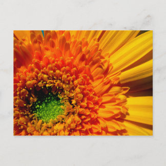 Orange Daisy Postcard