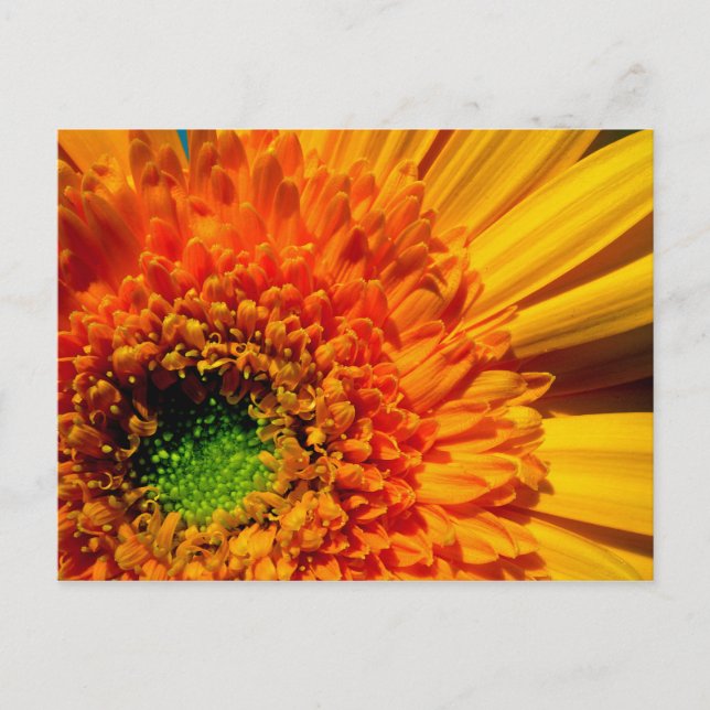 Orange Daisy Postcard (Front)