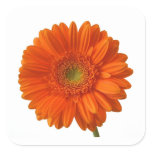 Orange Daisy Stickers